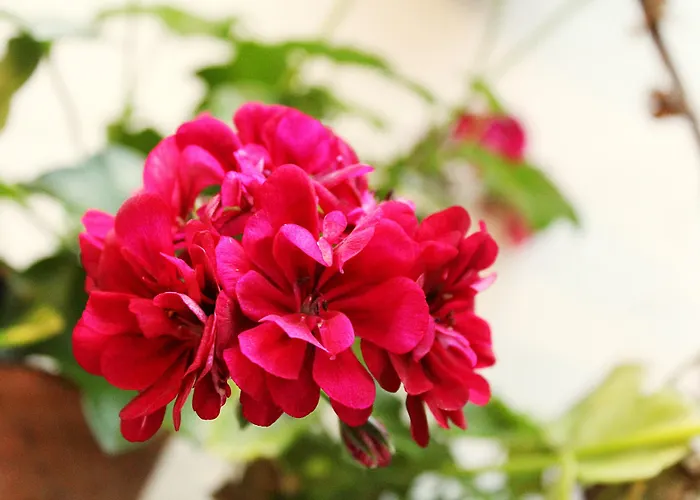 Patios * Кордова